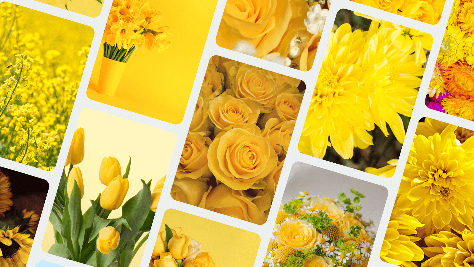 yellow flowers colour pallete